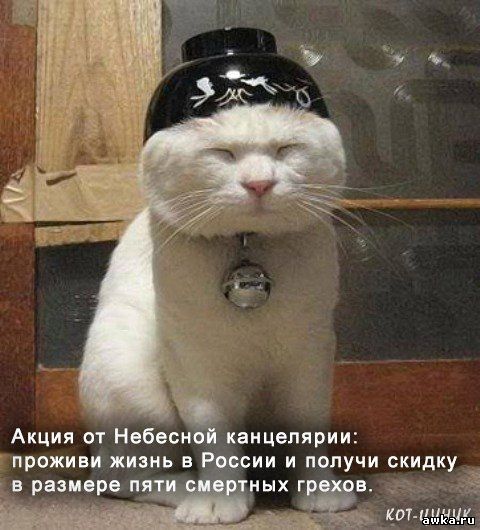 приколы про котэ